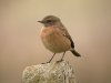 Stonechat at Fleet Head (Steve Arlow) (66039 bytes) Stonechat at Fleet Head (Steve Arlow) (66039 bytes)